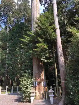 花枝神社(滋賀県)