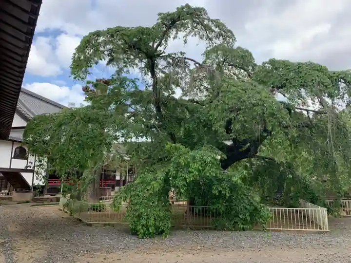 妙宣寺(千葉県)