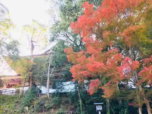 金峯山寺の自然