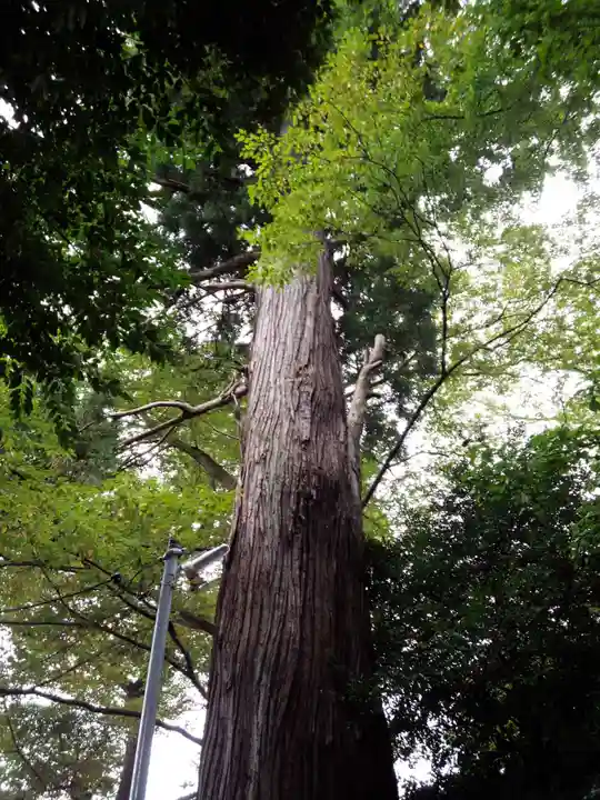 牛倉神社の自然