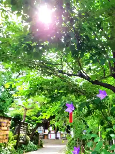 鳩森八幡神社の自然