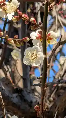 古淵大日堂の{uncategorized: "未分類", other: "その他", undefined: "問題あり", building: "その他建物", grave: "お墓", sacred_gate: "鳥居", guardian: "狛犬", statue: "像", buddha: "仏像", history: "歴史", nature: "自然", garden: "庭園", animal: "動物", pagoda: "塔", temizu: "手水舎", mountain_gate: "山門・神門", sanctuary: "本殿・本堂", subordinate: "末社・摂社", art: "芸術", scenery: "景色", jizo: "地蔵", ema: "絵馬", goshuin: "御朱印", omikuji: "おみくじ", items: "授与品その他", amulet: "お守り", goshuincho: "御朱印帳", eats: "食事", festival: "お祭り", votive_dance: "神楽", shichigosan: "七五三参", wedding: "結婚式", experience: "体験その他", initially: "初詣", around: "周辺", anti_infection: "感染症対策"}