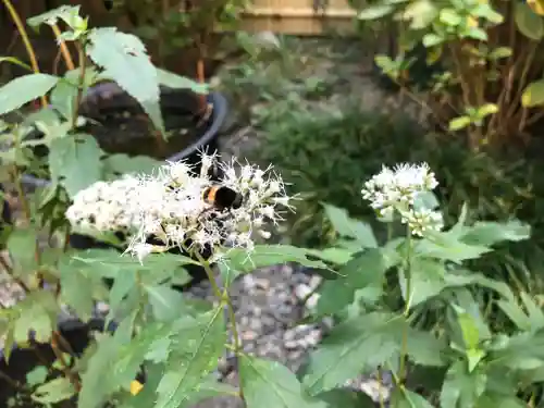 行願寺（革堂）の自然