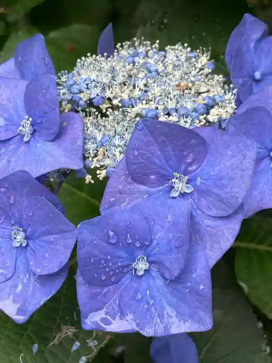 大縣神社の自然