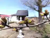 薬師神社(福井県)