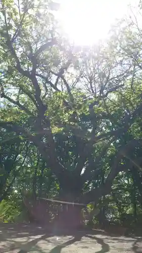 相馬神社の自然