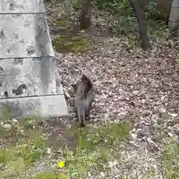 くまくま神社(導きの社 熊野町熊野神社)の動物