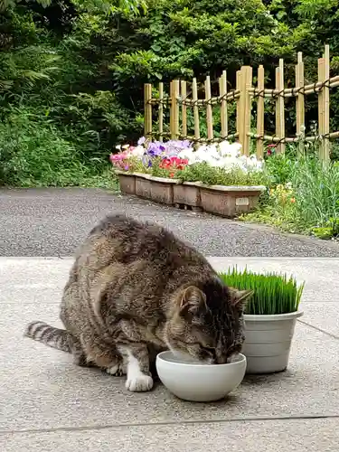 白金氷川神社の動物