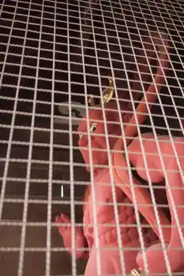 岩殿山安楽寺(吉見観音)の像