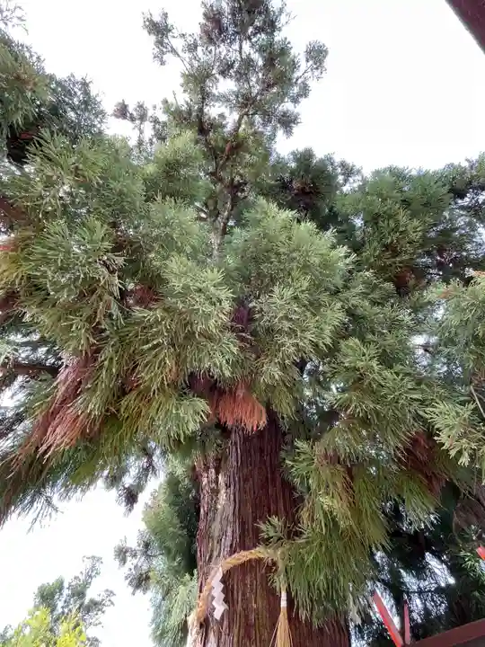 春日大社(奈良県)