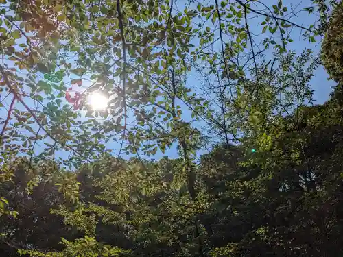 八幡社（柏井町）の自然