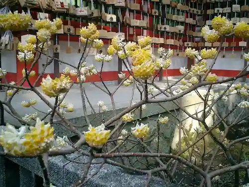 荏柄天神社の自然