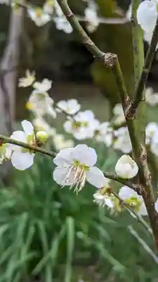 梅宮大社(京都府)