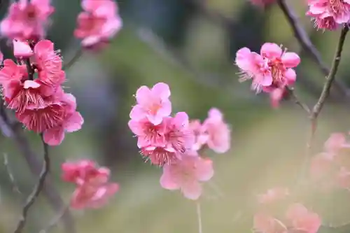 愛宕神社の自然