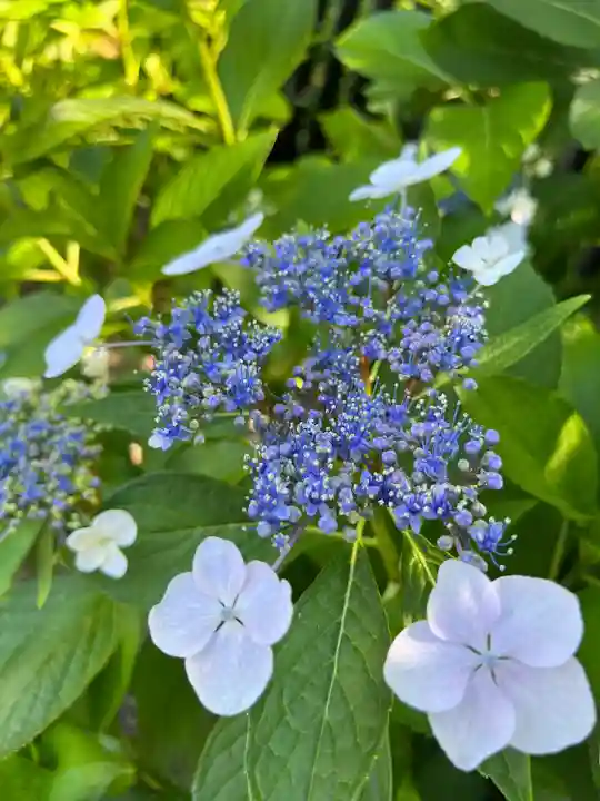 高麗神社(埼玉県)