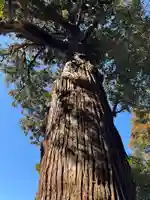 日吉神社(千葉県)