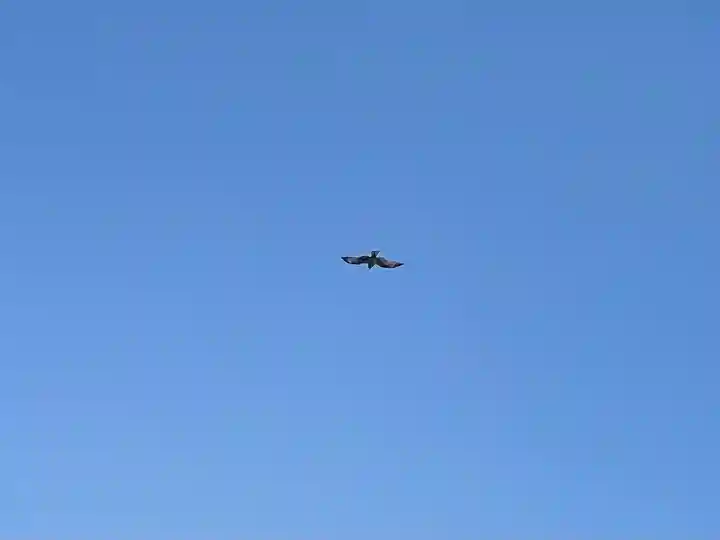 竹ノ子島天満宮の動物