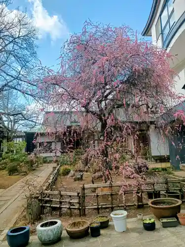 観蔵院 曼荼羅寺(東京都)