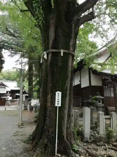 桐生天満宮の自然