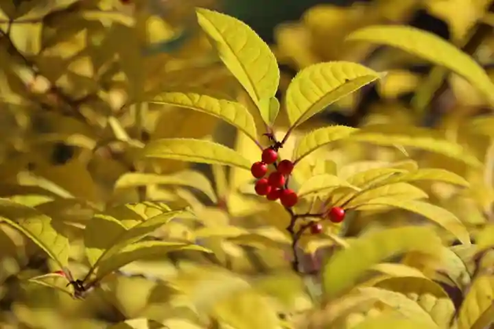 開成山大神宮の自然