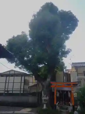 山王神社の自然