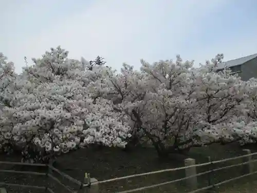 仁和寺の庭園