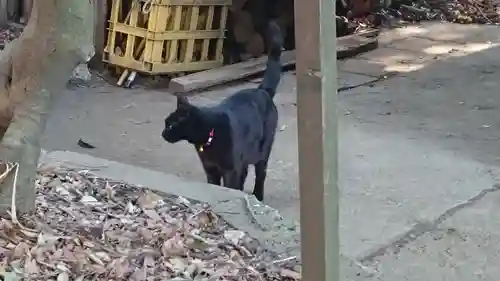 代々木八幡宮の動物