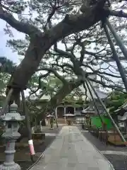 誕生寺の庭園