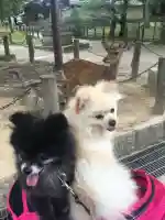 東大寺(奈良県)