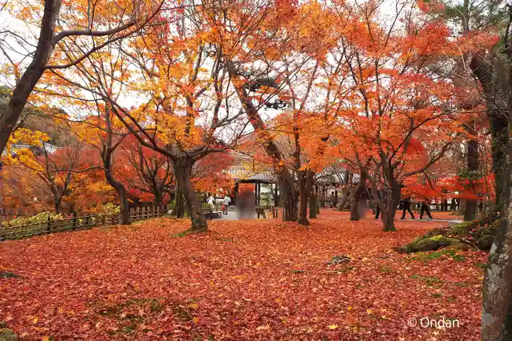 東福禅寺(東福寺)の自然