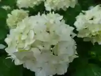 壽徳寺 じゅとくじの自然