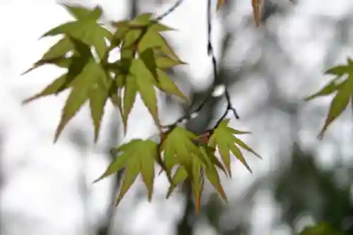 八幡神社の自然