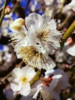 瑞円寺(東京都)