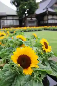 正泉寺(神奈川県)(2025年07月02日(水) 16時00分28秒投稿)