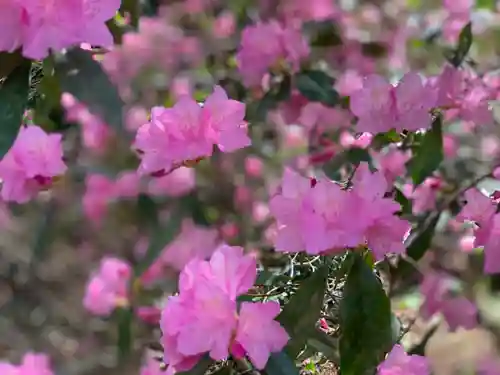 櫻木神社の自然