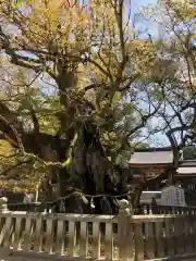 大山祇神社の自然