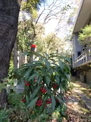 寶泉寺（宝泉寺）(東京都)