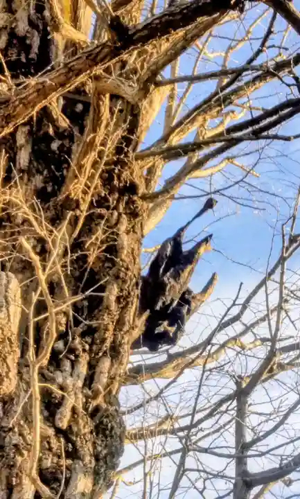 飛木稲荷神社(東京都)