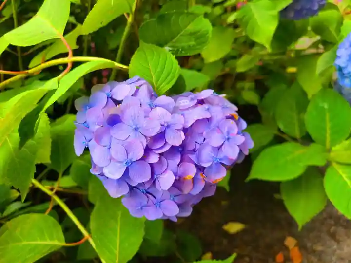 千光寺(福岡県)