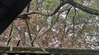 十輪寺(京都府)