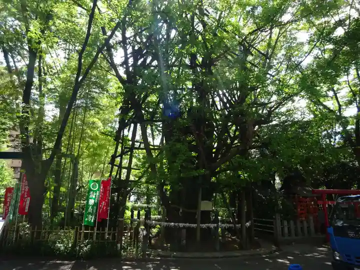 稲毛神社の自然