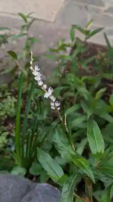 愛染寺(京都府)