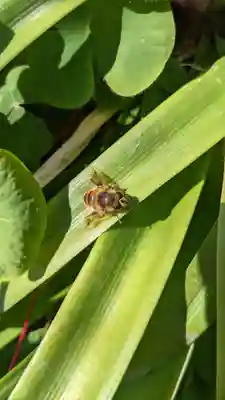 極楽寺(愛知県)