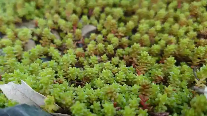 日吉八王子神社の自然