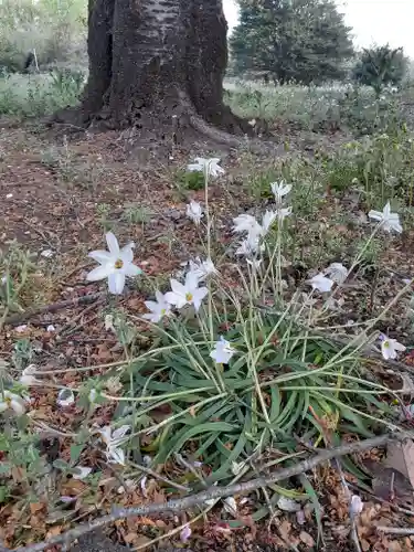伏木香取神社の自然