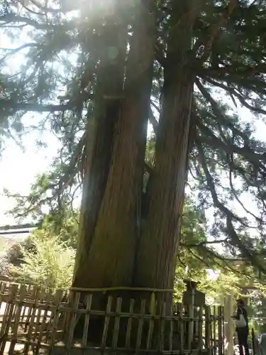 戸隠神社中社の自然