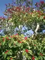 補陀落寺の自然