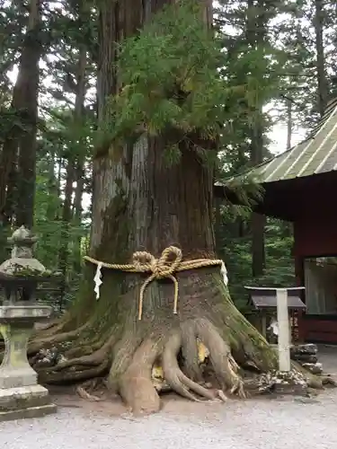 北口本宮冨士浅間神社の自然