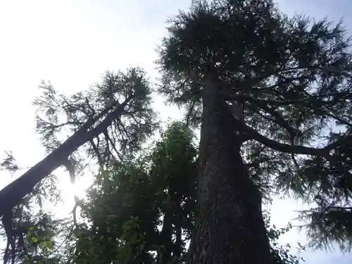 お三の宮日枝神社の自然