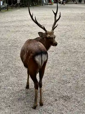 春日大社(奈良県)